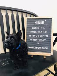 Towne square animal hospital facebook. Towne Center Animal Hospital Home Facebook