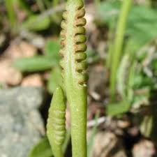 Image result for Vincetoxicum apiculatum