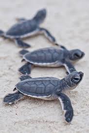 Turtles Animals Beautiful Baby Sea Turtles Baby Turtles