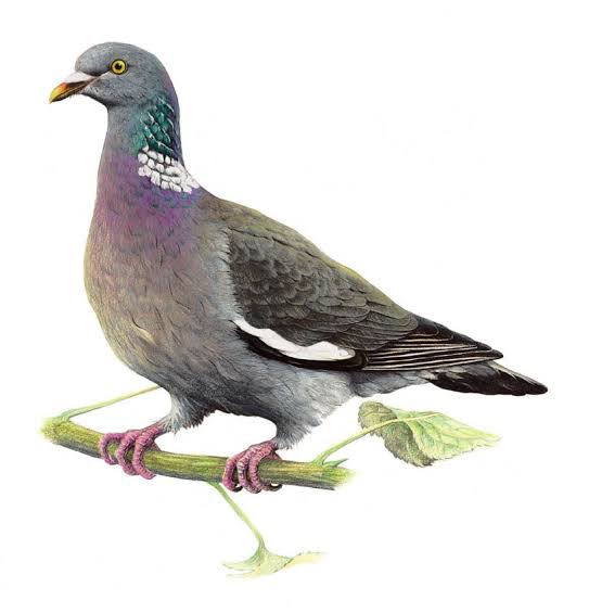 Colombaccio – Uomo e natura