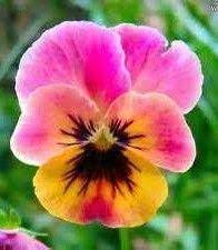 Typesofbonsaitrees Pansies Flowers Flower Seeds Pansies