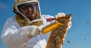 Bakersfield bee removal is a family owned business. Uc Cooperative Extension Agricultural Experiment Station Agriculture And Natural Resources University Of California