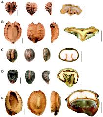 Image result for Cyphostemma paucidentatum