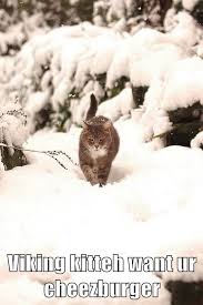 Lolcats - viking - LOL at Funny Cat Memes - Funny cat pictures ...