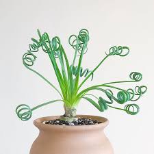 Image result for Albuca
