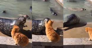 How to say anjurkan in english? Bulu Anjing Laut In English