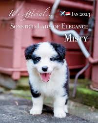 🌸 Sonstrid Lady of Elegance 🌸 Ok, puppy's out of the bag! I've waited for  a really long time for this lovely addition to our family and she's  everything I dreamed of