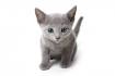 42 Best Blue Russian Cat images | Russian blue, Blue cats ...