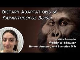 Dietary Adaptations of Paranthropus boisei