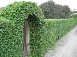 Check spelling or type a new query. 20 Green Fence Designs Plants To Beautify Garden Design And Yard Landscaping Natural Fence Fence Landscaping Green Fence