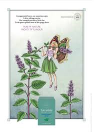 Free delivery for local online orders. Julian De Narvaez Taylors Of Harrogate On Behance