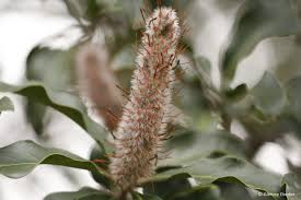Image result for Faurea rochetiana