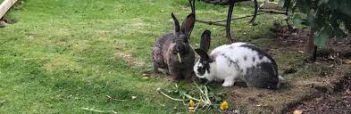 The american rabbit breed association sets the minimum flemish giant rabbit size at 14 pounds for females and 13 pounds for males. Giant Rabbits Rabbit Welfare Association Fund Rwaf