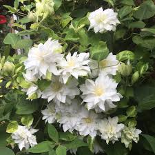 Check spelling or type a new query. Clematis Arctic Queen Clematis Arctic Queen In Gardentags Plant Encyclopedia