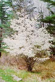 Maybe you would like to learn more about one of these? 10 Flowering Trees For Colorado Ideas Flowering Trees Tree Landscape