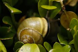 We did not find results for: The Slowest Invasion Non Native Snails Take Over The Northwest Heraldnet Com