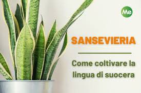 Gli agenti inquinanti possono essere molti: Sansevieria La Pianta Serpente Che Purifica L Aria Facilissima Da Coltivare Greenme