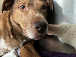 What raw dog food is suitable for dogs with elevated liver enzymes?