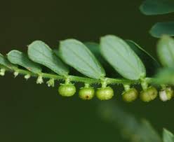 Image result for Phyllanthus tenellus