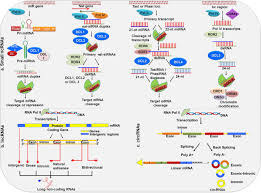 She we may earn commission from links on this page, but we only recommend products we. Regulatory Non Coding Rnas A New Frontier In Regulation Of Plant Biology Springerlink