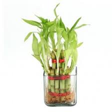 So, help him make his room jazzy in a way. Gift For Son Gift Ideas For Son Best Gifts For Son Bookmyflowers