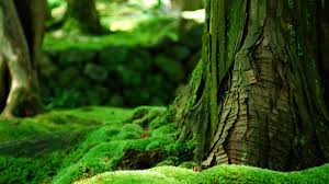 Green is the color of life, renewal, nature and energy while also meaning growth, harmony, freshness, safety, fertility and environment. Free Photo Green Nature Forest Green Group Free Download Jooinn