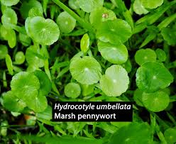 Image result for Centella glabrata