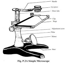 How do you mount a microscope slide? Microscope Structure Uses Functioning Processes Of Simple Compound Microscope