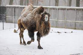 Committed to sharing 'wildly fun' experiences that educate and inspire, we feature acres of creative habitats for animal lovers of all ages to explore. Michigan Zoo Mourning Death Of Beloved 22 Year Old Camel Mackenzie Mlive Com