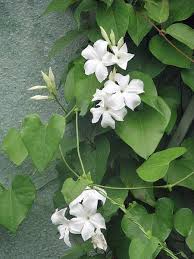 Image result for Mandevilla laxa