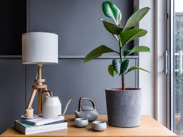 Cats have a habit of eating houseplants whether the plants are toxic or not so it is important to keep toxic plants out of a cat's reach. Rubber Plant Indoor Care Growing Guide