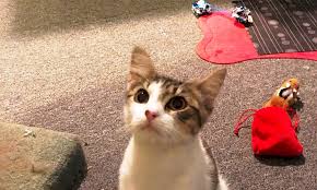 Maybe you would like to learn more about one of these? Want To Adopt A Pet Here Are 6 Lovable Kitties To Adopt Now In Tulsa