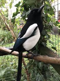 Sophie The Magpie On Twitter