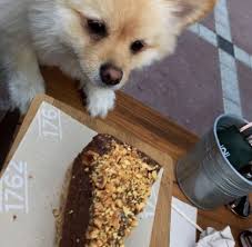 Great way to start your mobile websites and pwa projects. Pet Friendly Places In Dubai Expatwomanfood Com