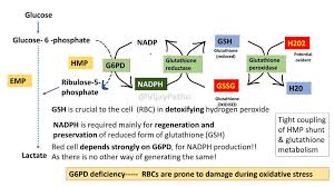 Image result for G6PD Deficiency Detection