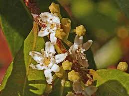 Image result for Erythroxylum emarginatum