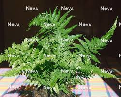 Image result for Microlepia speluncae