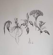 Celosia Argentea Var Cristata Study Graphit On Arches Paper Botanical Illustration Tattoos Arches Paper
