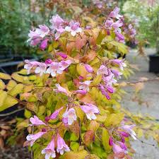 Image result for Kolkwitzia amabilis