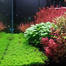 Image result for Eriocaulon buchananii