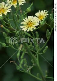 Image result for Lactuca indica