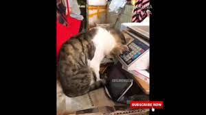 Tik tok kucing lucu banget bikin ngakak. Video Kucing Ngantuk Berat Lucu Banget Bikin Gemes Youtube