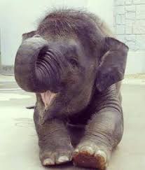Baby Elephant Cute Animals Baby Animals Cute Baby Elephant
