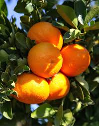 For a full list of tree care resources, visit our fruit tree care library. Clementine Or Mandarin Orange Trees Care Pruning And Harvest