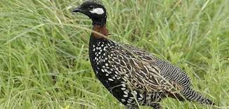 Ask anything you want to learn about الحَجَلْ by getting answers on askfm. ØµÙŠØ¯ Ø§Ù„Ø­Ø¬Ù„ ÙÙŠ Ø§Ù„Ø¹Ø±Ø§Ù‚ Ù…ÙˆØ¶ÙˆØ¹