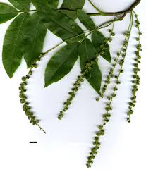 Image result for Tricalysia pallens