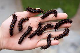 The eastern black swallowtail, a subspecies of the black swallowtail is an attractive butterfly known for its immense beauty, though occasionally considered as a pest. How One Man Repopulated A Rare Butterfly Species In His Backyard Vox