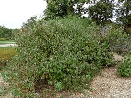 How wildlife will use your wild apple trees. Food Plot Fruit Trees