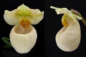 Image result for Achyrospermum micranthum