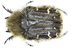 Image result for Tropinota hirta